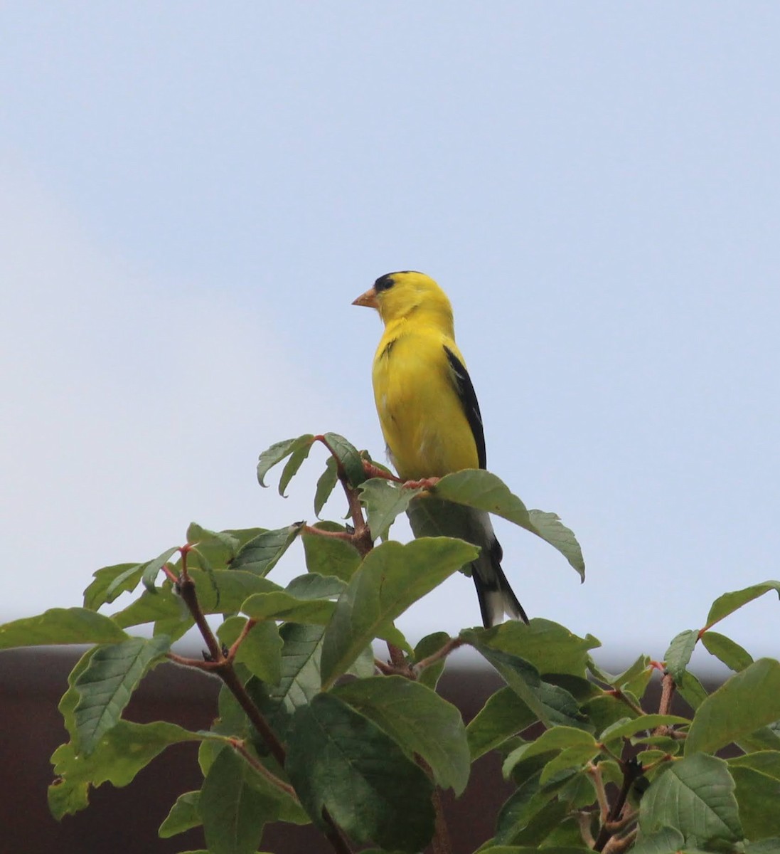 American Goldfinch - Wes Hatch