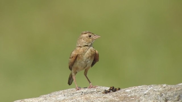 Singing Bushlark (Singing) - ML360515181