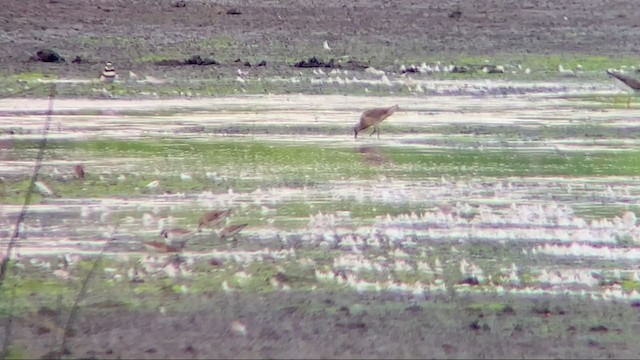 Short-billed Dowitcher (hendersoni) - ML360516581