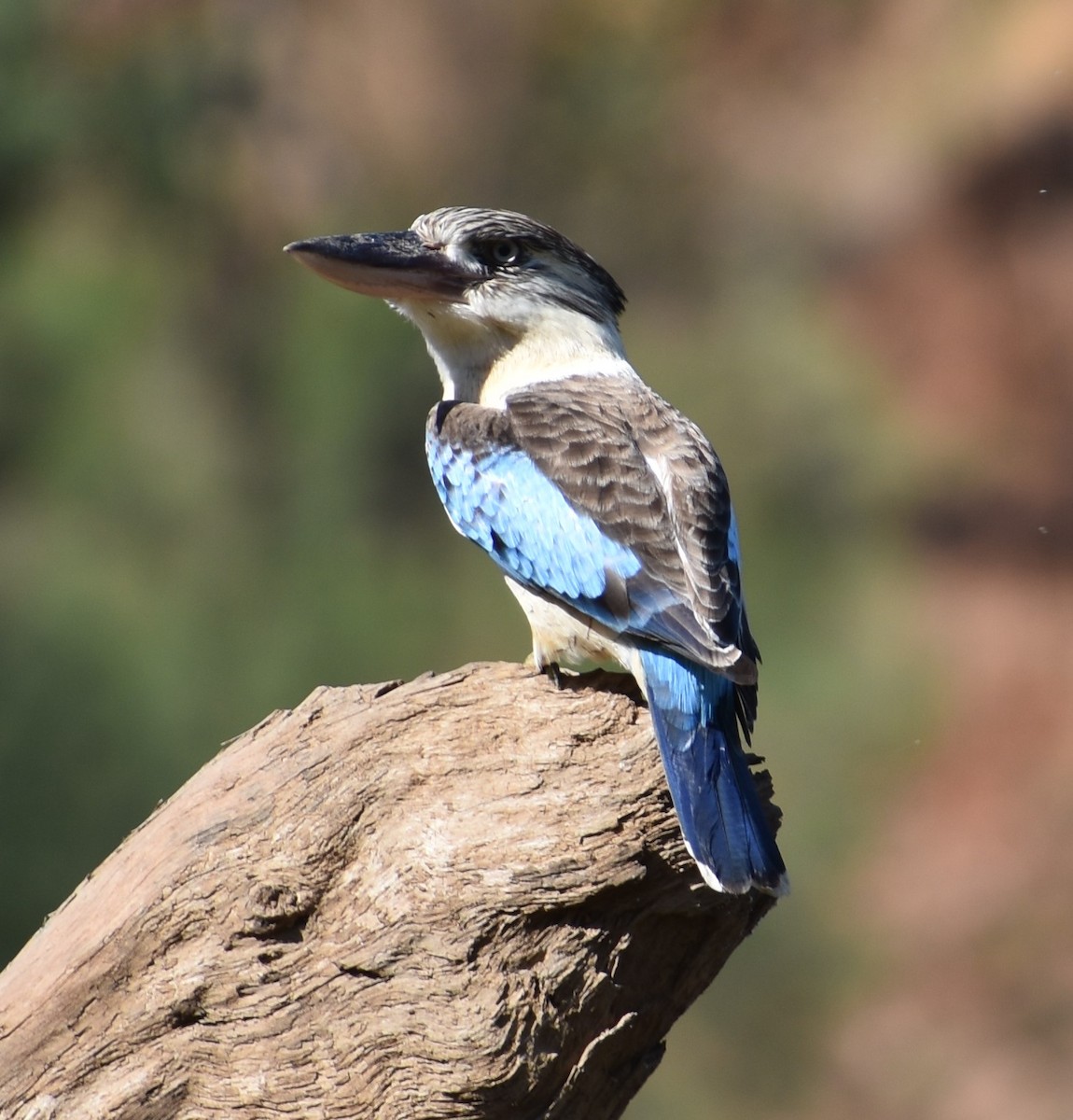 Blue-winged Kookaburra - ML360517171