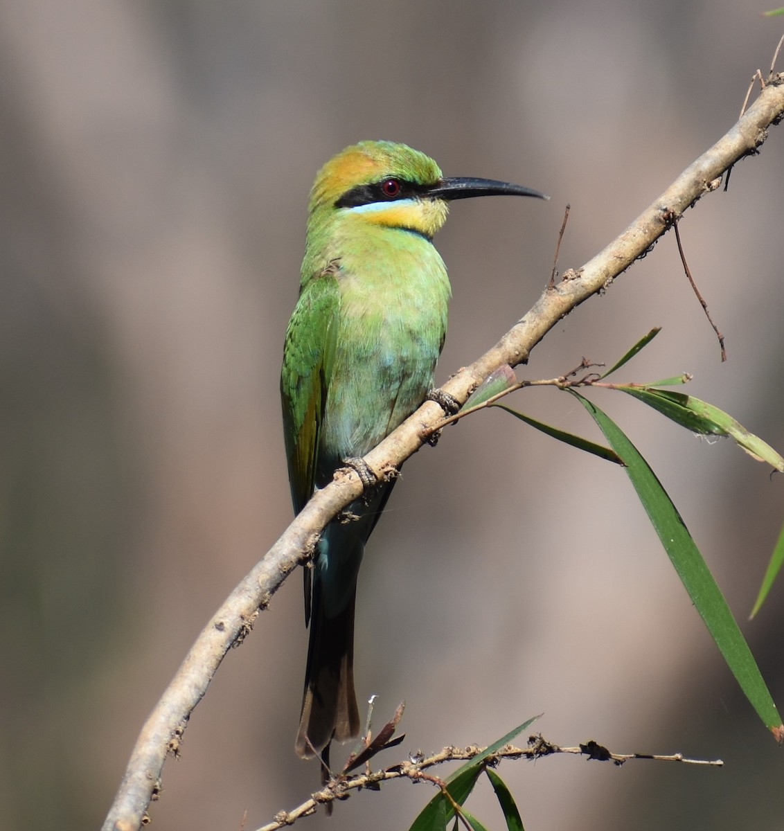 Rainbow Bee-eater - ML360517271