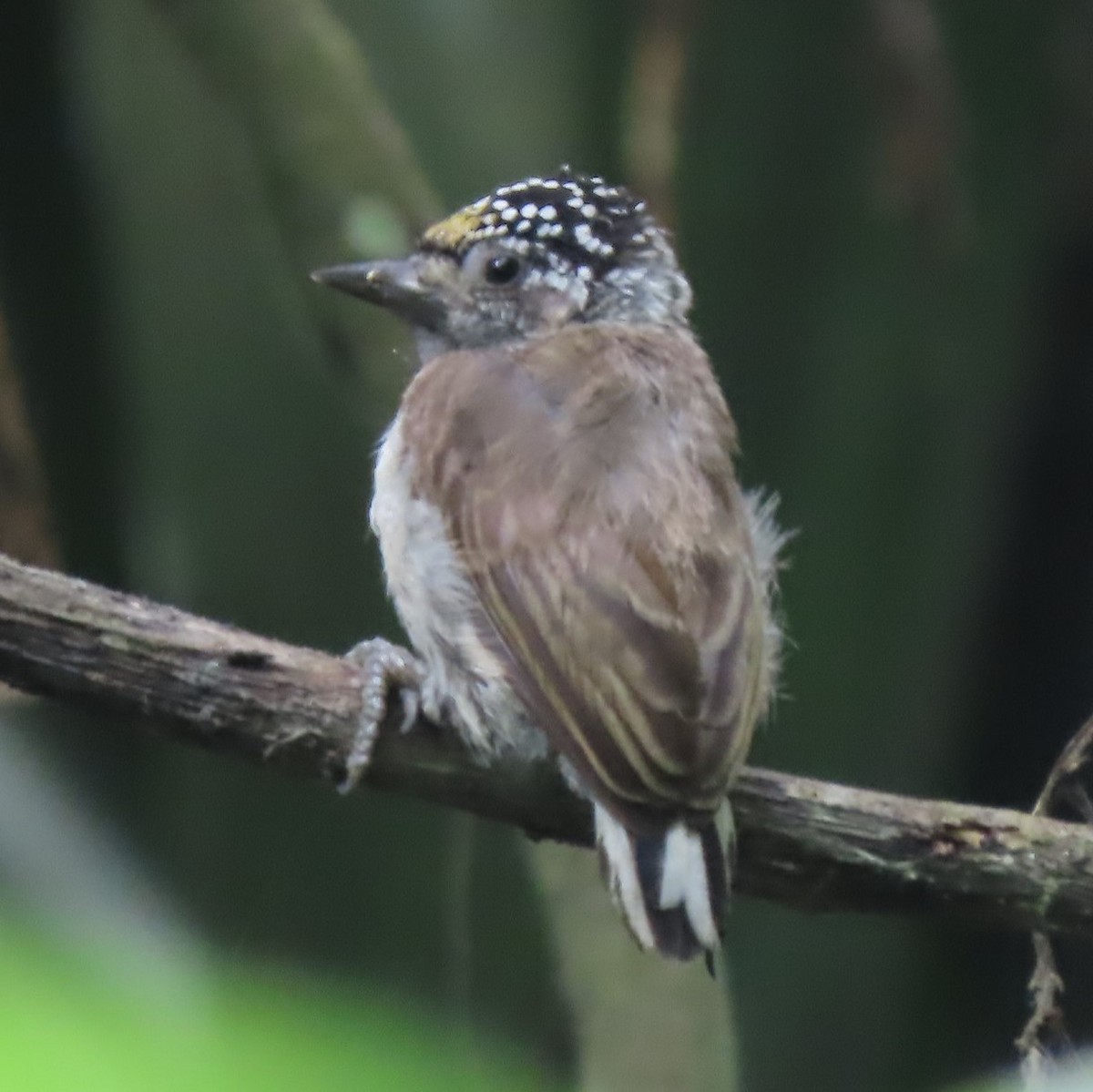 Ecuadorian Piculet - Emily Larson