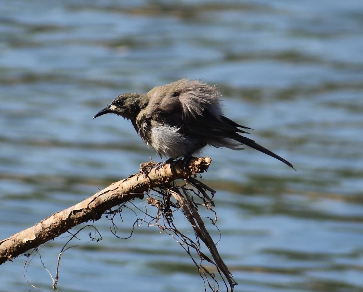 White-gaped Honeyeater - ML360517441