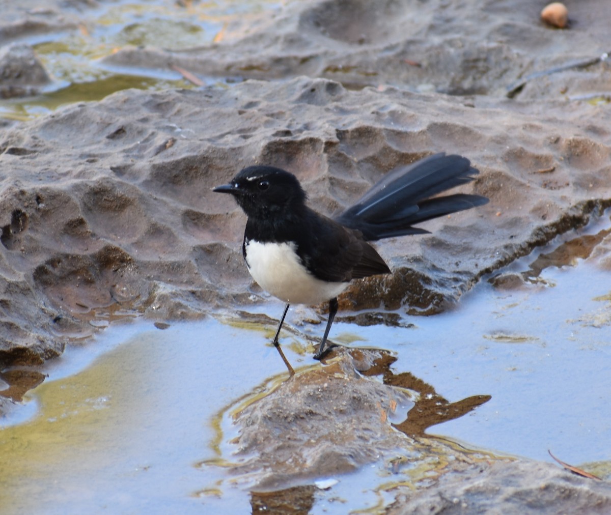 Willie-wagtail - ML360517691