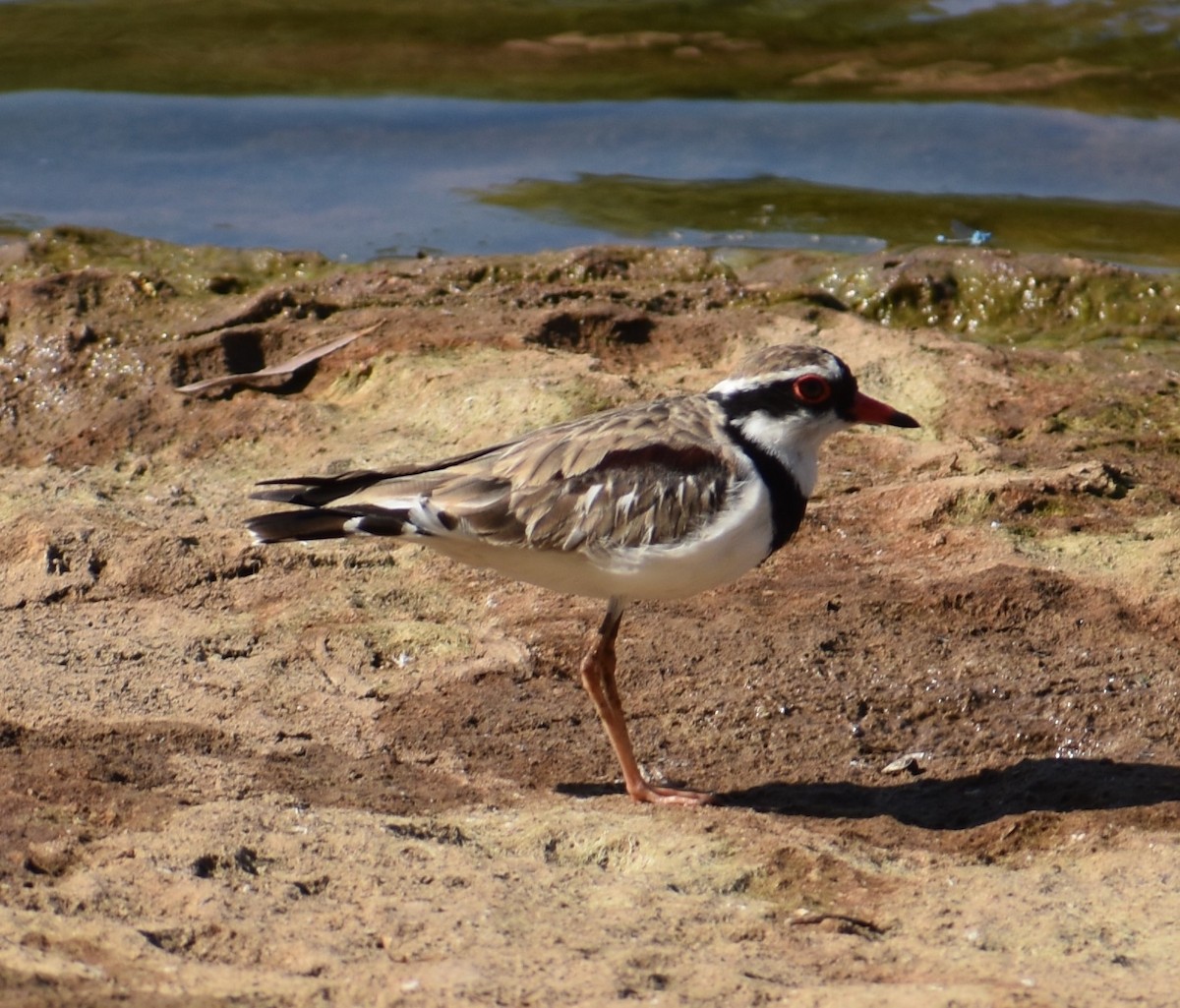 Black-fronted Dotterel - ML360518631