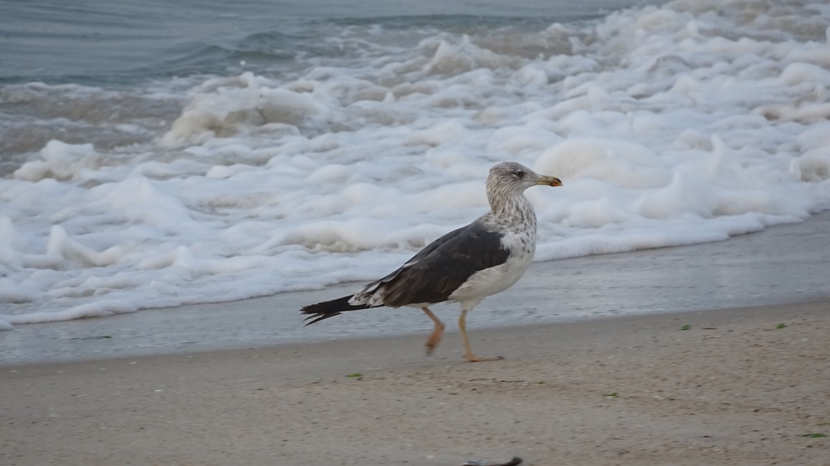 Lesser Black-backed Gull - ML360519211