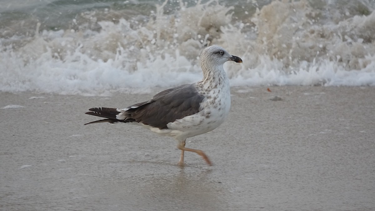 Lesser Black-backed Gull - Curt Kessler