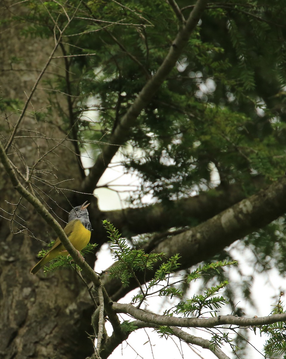 Mourning Warbler - ML36052071