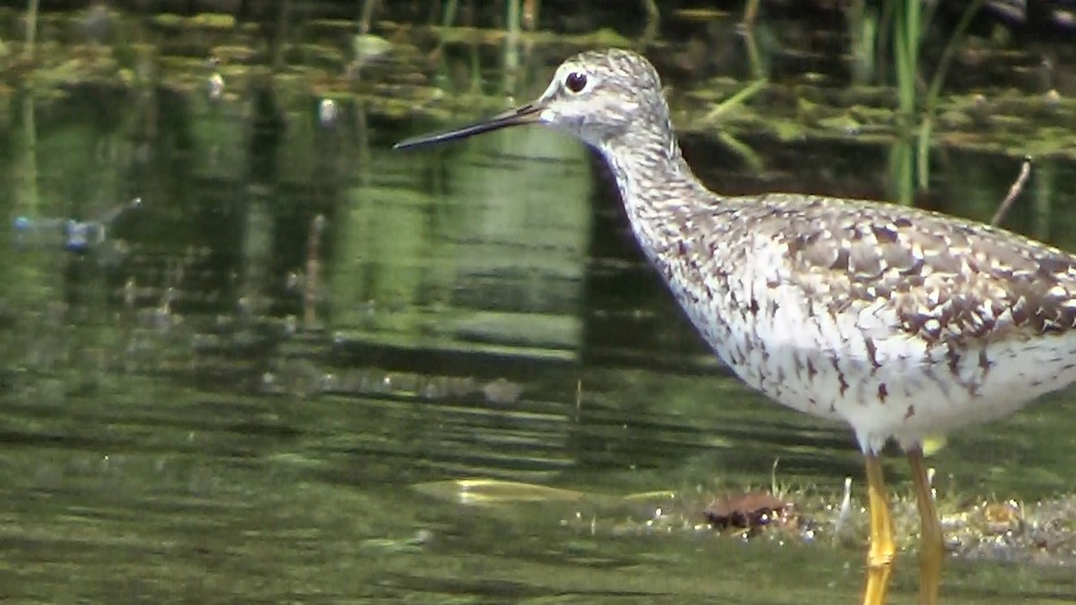 Greater Yellowlegs - ML360520931