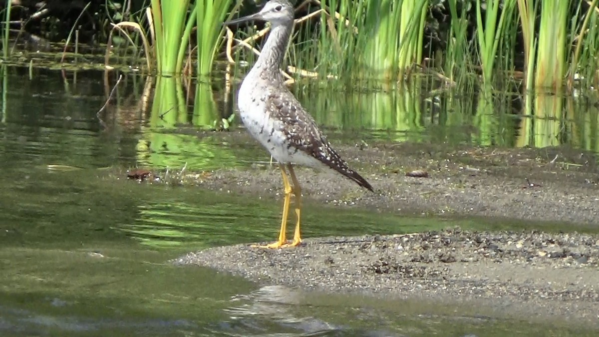 Greater Yellowlegs - ML360521221