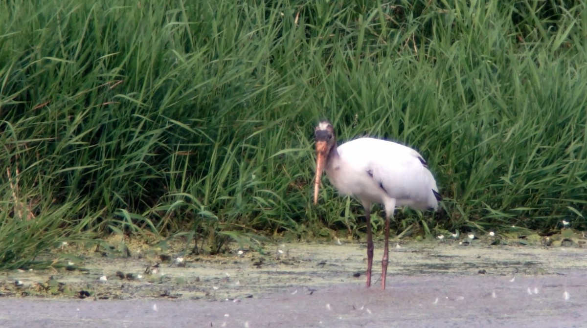 Wood Stork - ML360521591