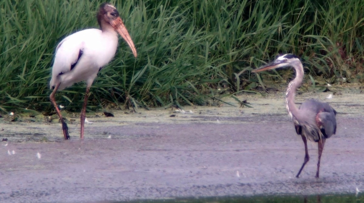 Wood Stork - ML360521601