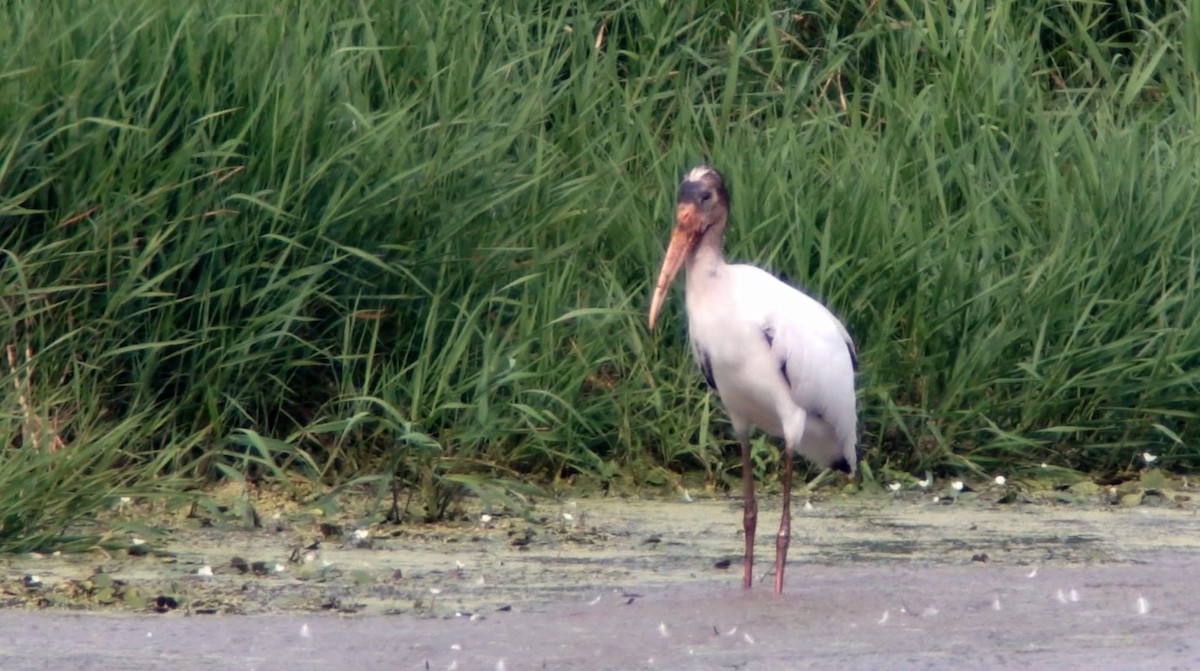 Wood Stork - ML360521631
