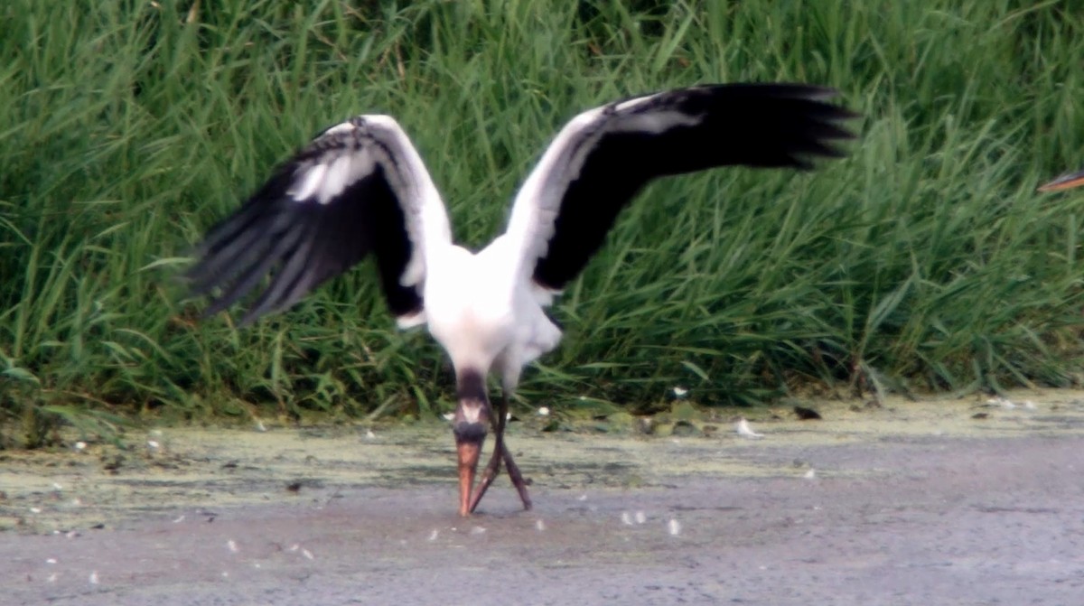 Wood Stork - ML360521641
