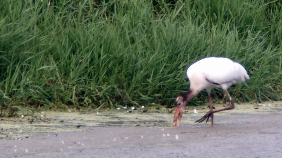 Wood Stork - ML360521651
