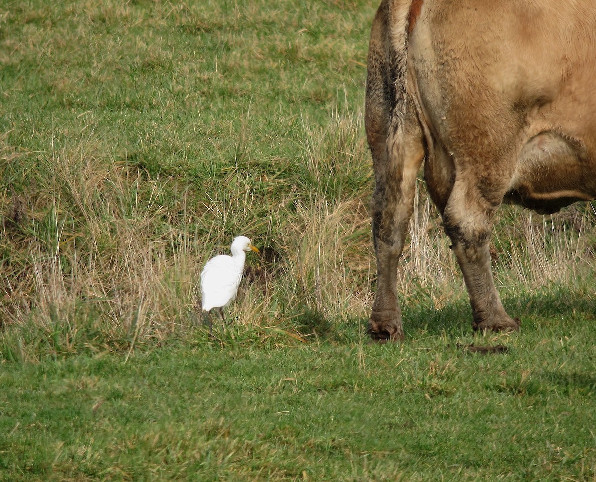 Western Cattle-Egret - ML36052301