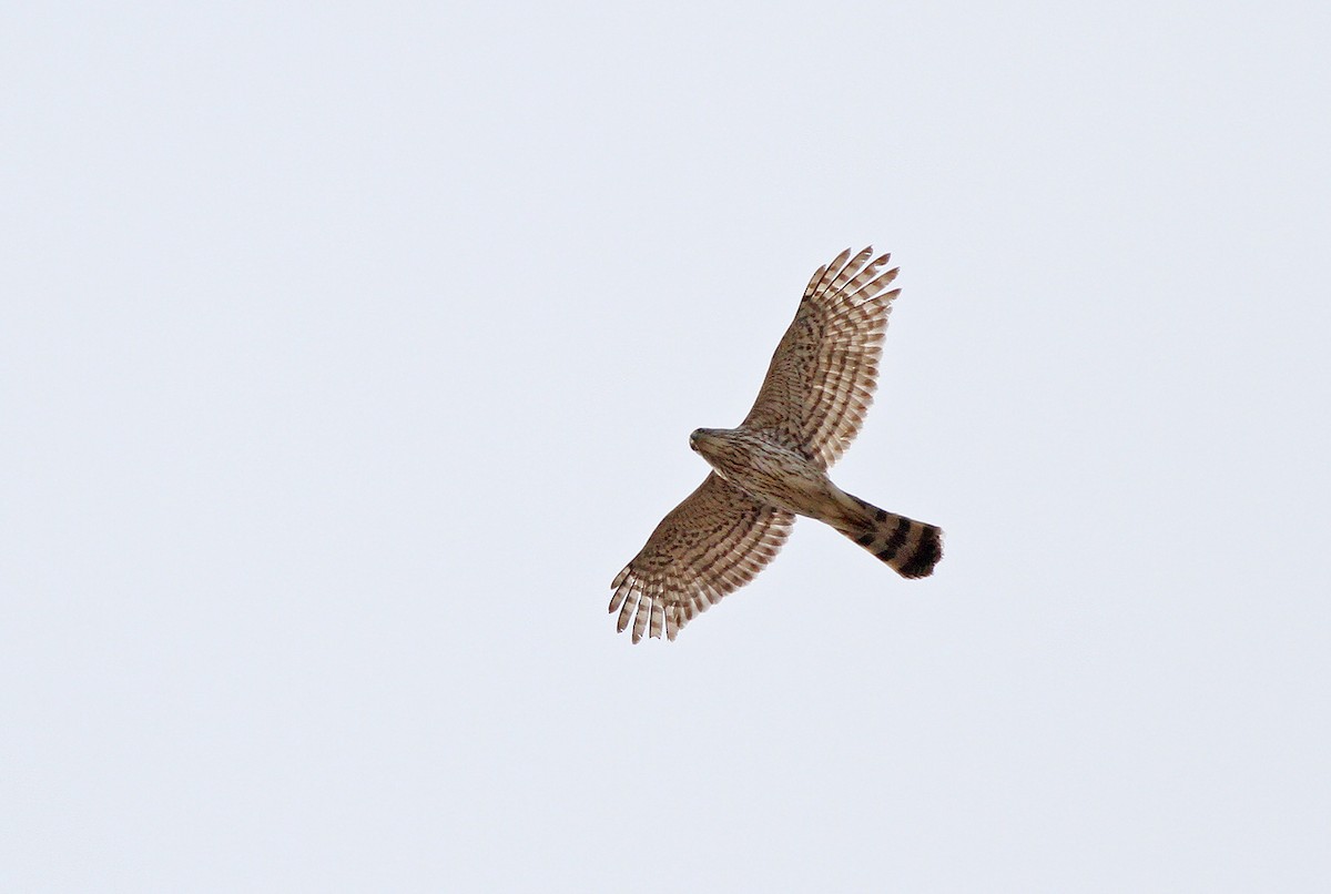 Cooper's Hawk - ML36052661