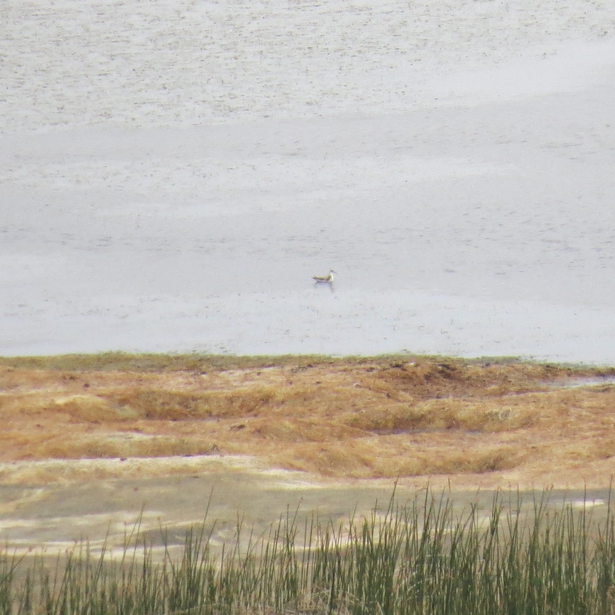 Wilson's Phalarope - ML360526701