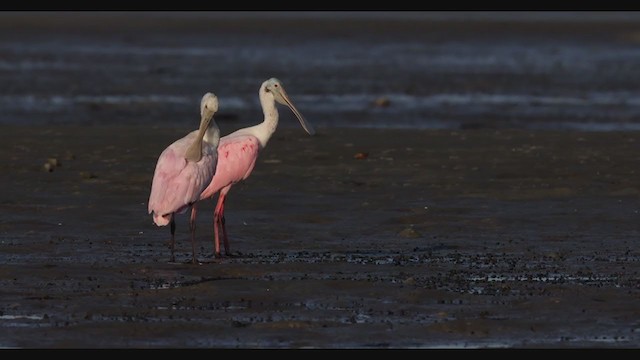 Roseate Spoonbill - ML360528971