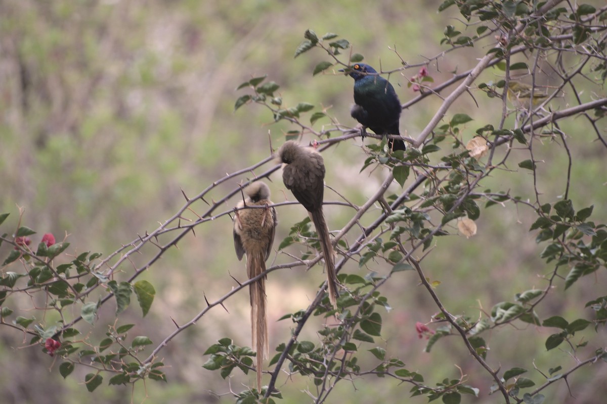 Speckled Mousebird - ML360532161