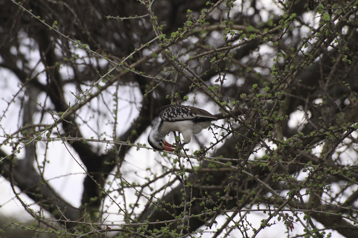 Northern Red-billed Hornbill - ML360532191