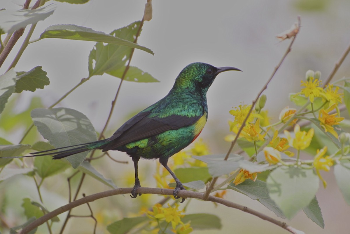 Beautiful Sunbird - ML360532281