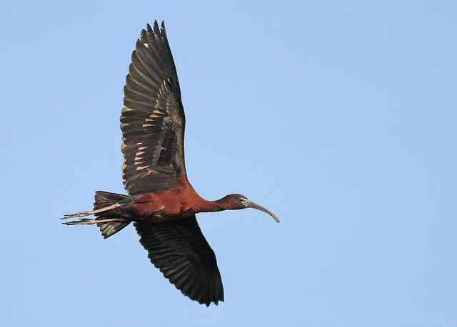 ibis hnědý - ML36053231