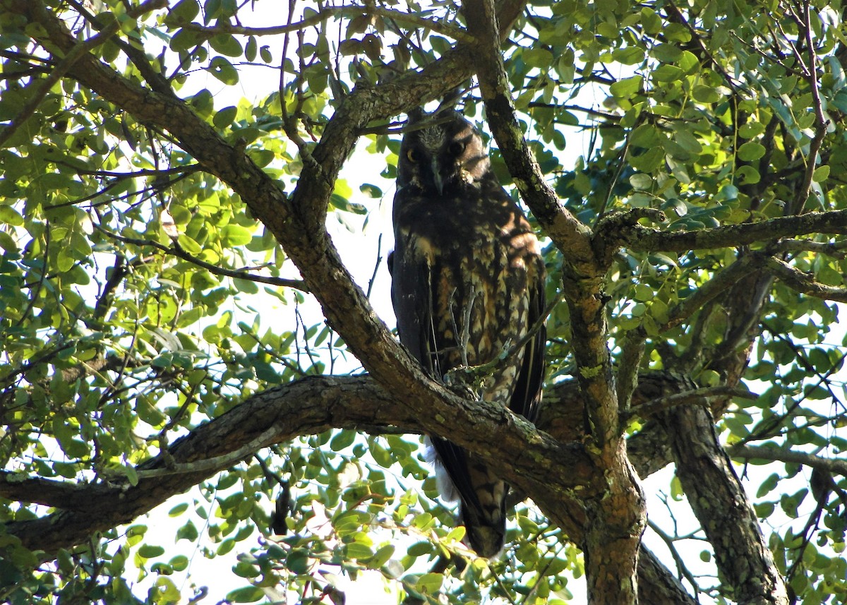 Hibou maître-bois - ML360533541