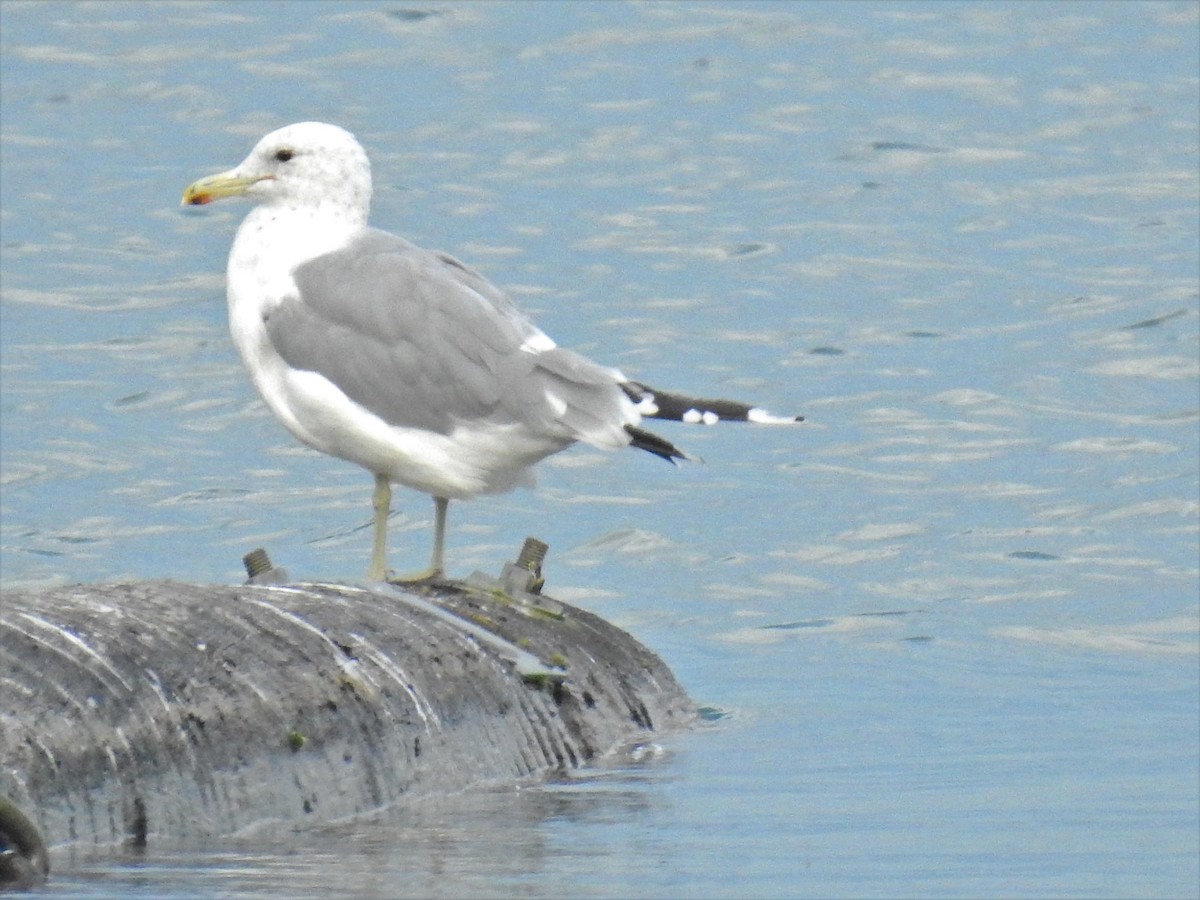 California Gull - ML360536501