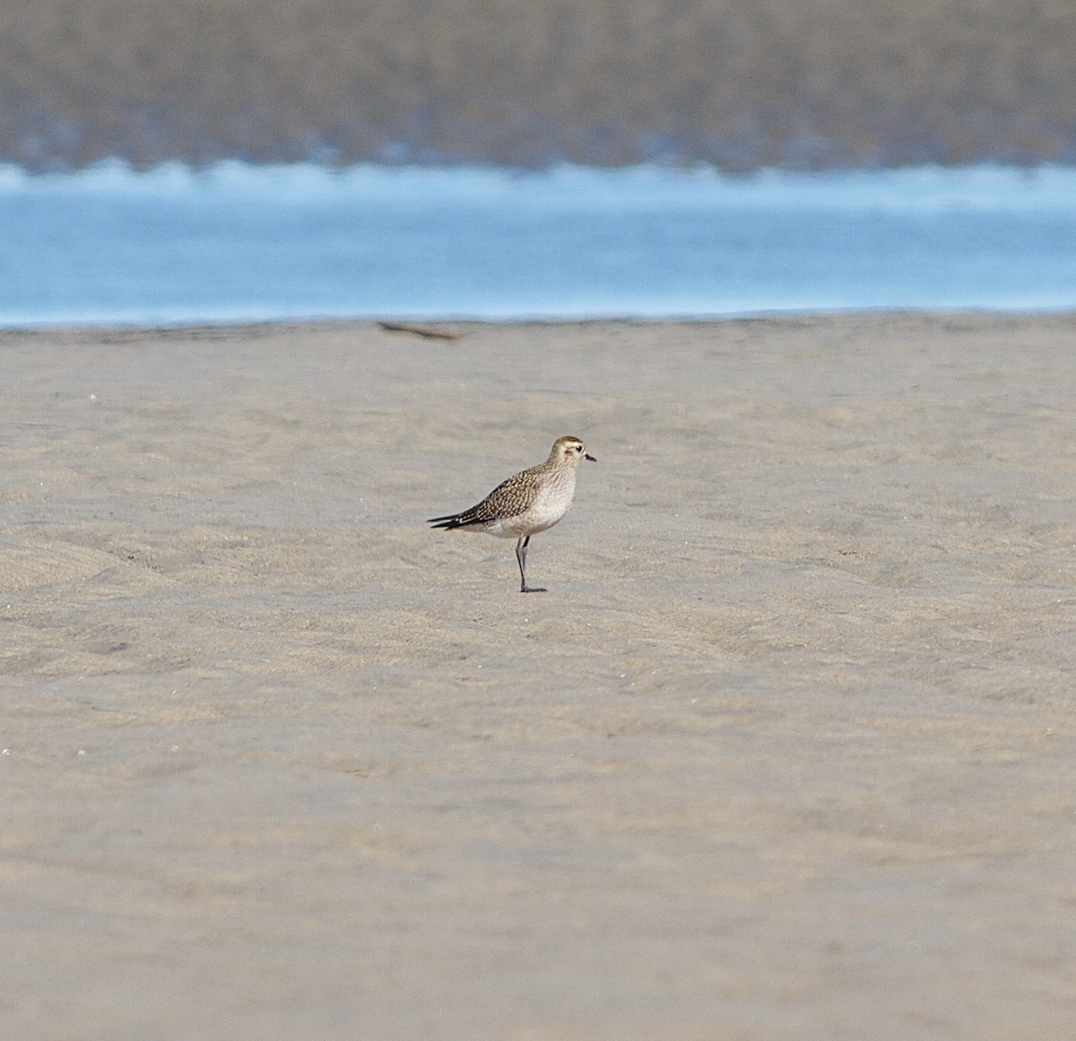 American Golden-Plover - ML36053651