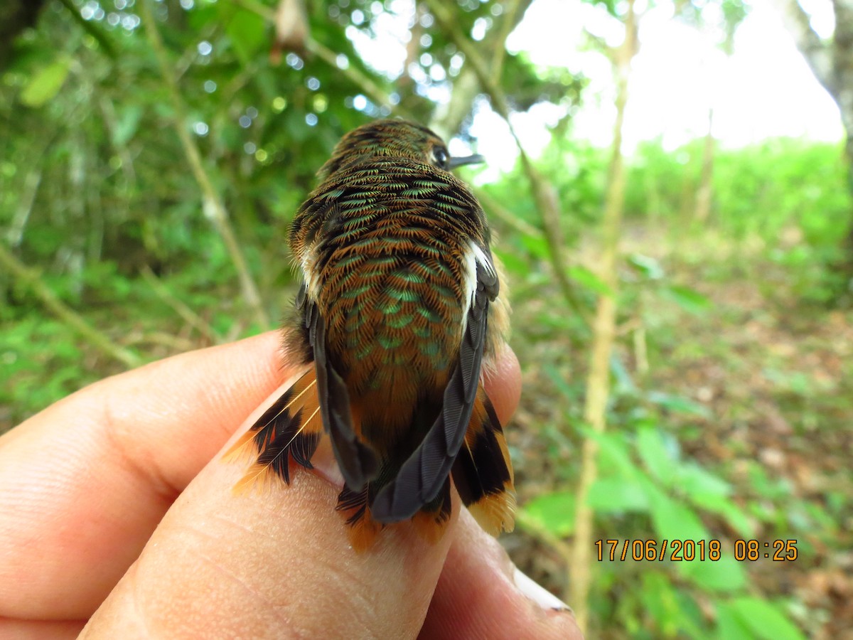 Colibri d'Héliodore - ML360536651