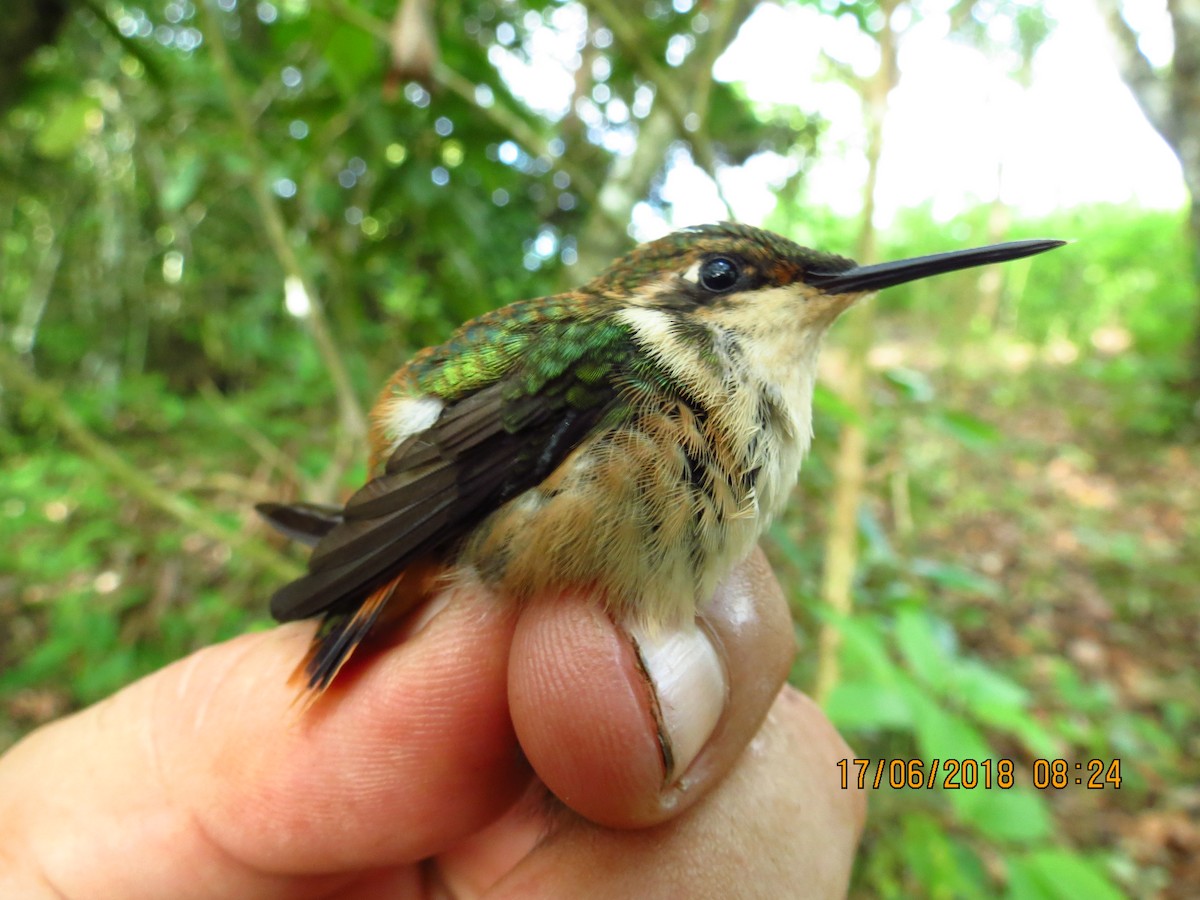 Colibri d'Héliodore - ML360536661