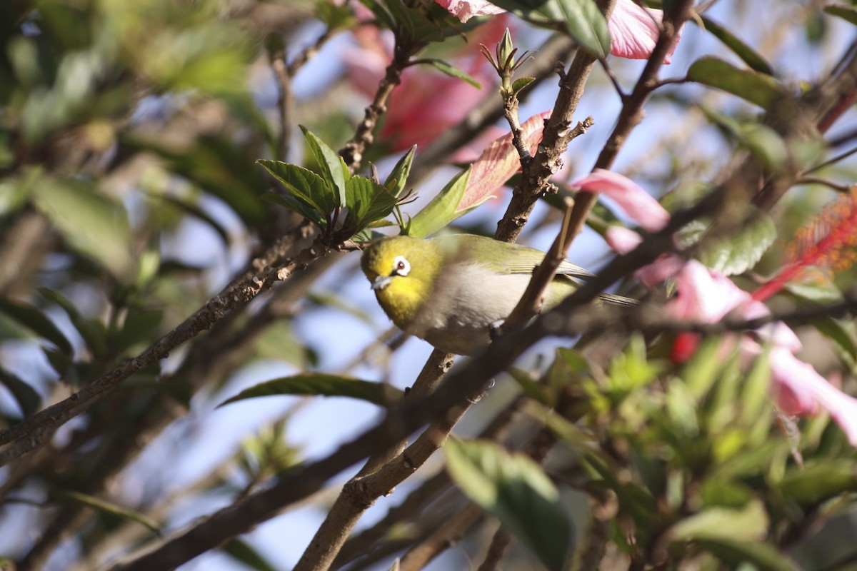 Heuglin's White-eye - Anonymous