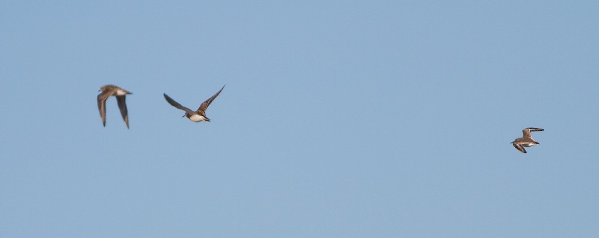American Golden-Plover - ML36053671