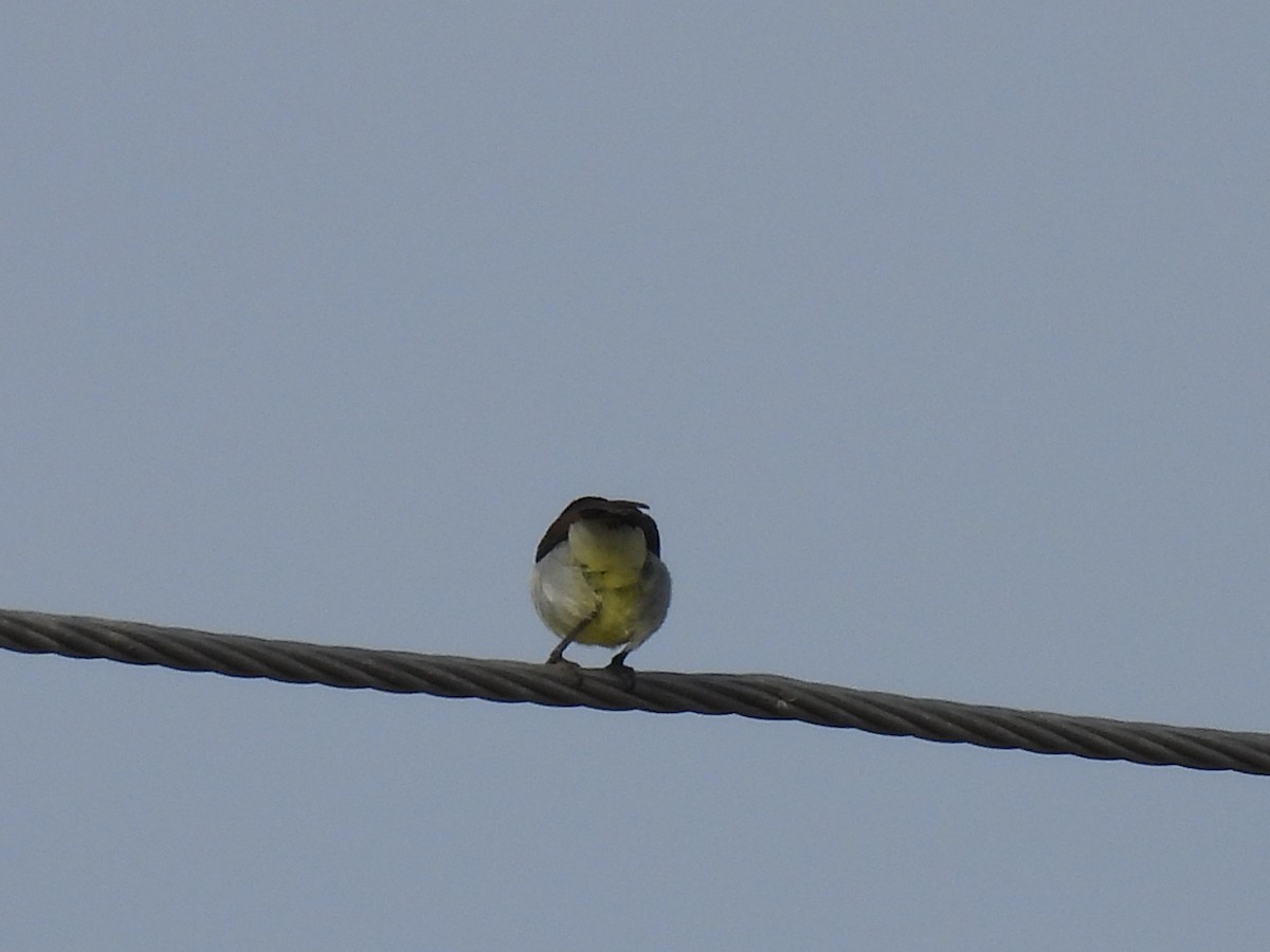 Purple-rumped Sunbird - ML360537691