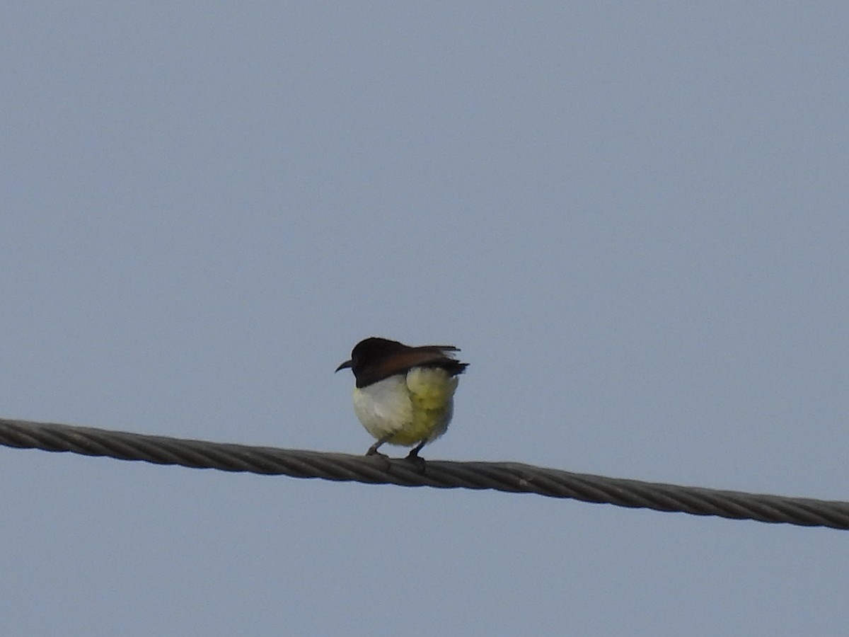 Purple-rumped Sunbird - ML360537701