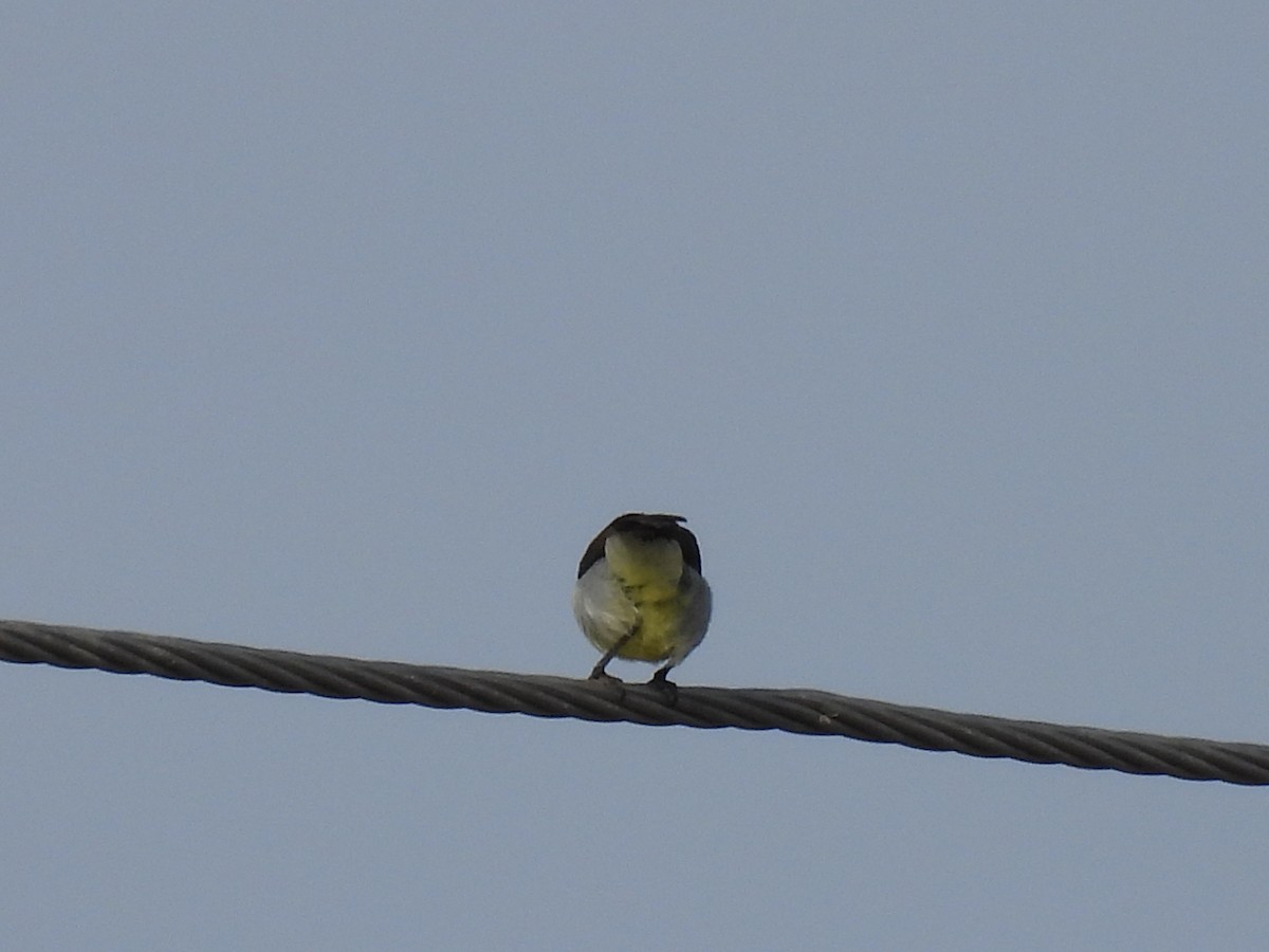 Purple-rumped Sunbird - ML360537711