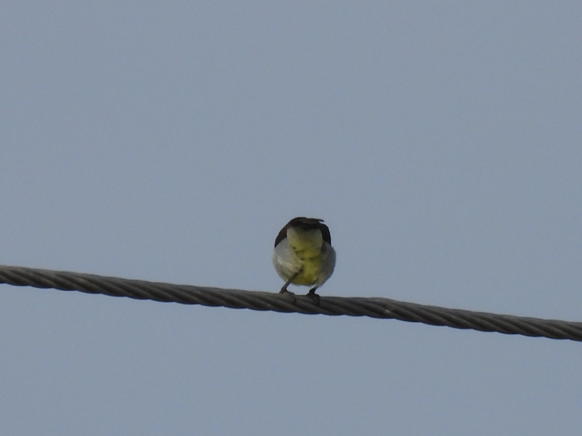 Purple-rumped Sunbird - ML360537721