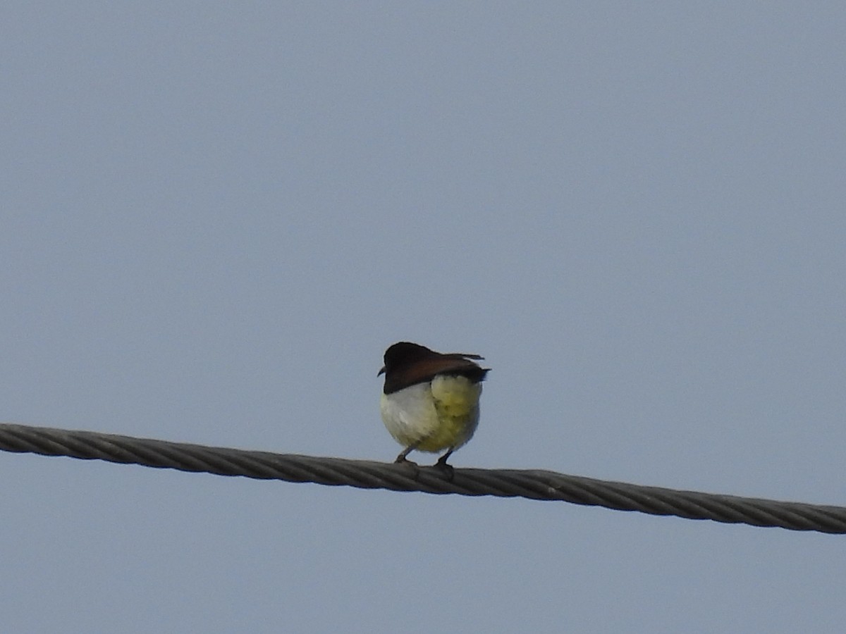 Purple-rumped Sunbird - ML360537731