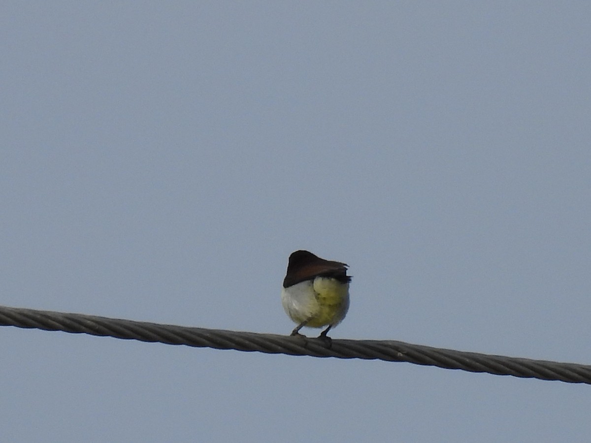 Purple-rumped Sunbird - ML360537741