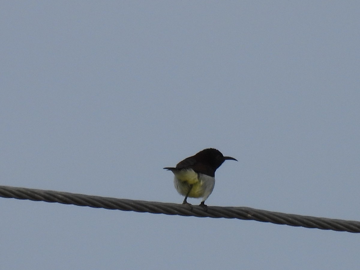 Purple-rumped Sunbird - ML360537751