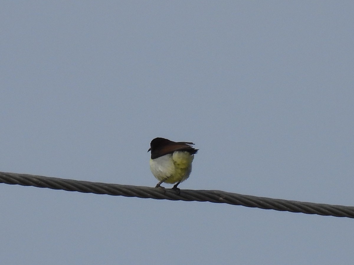 Purple-rumped Sunbird - ML360537761