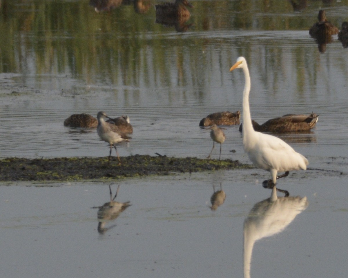 Greater Yellowlegs - ML360539321