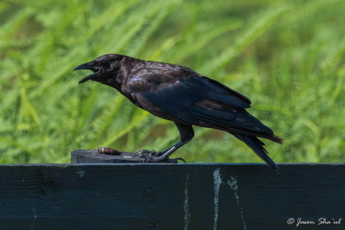 Fish Crow - ML360540871