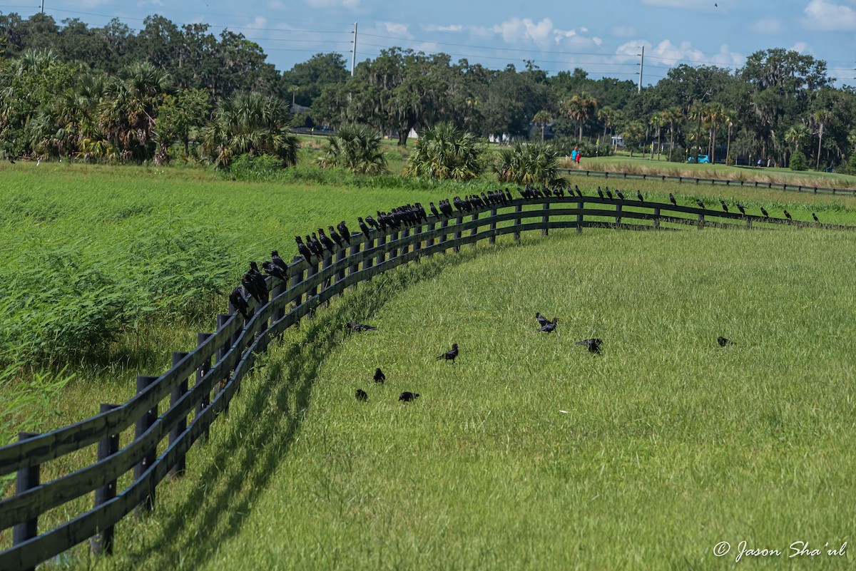 Fish Crow - ML360540911