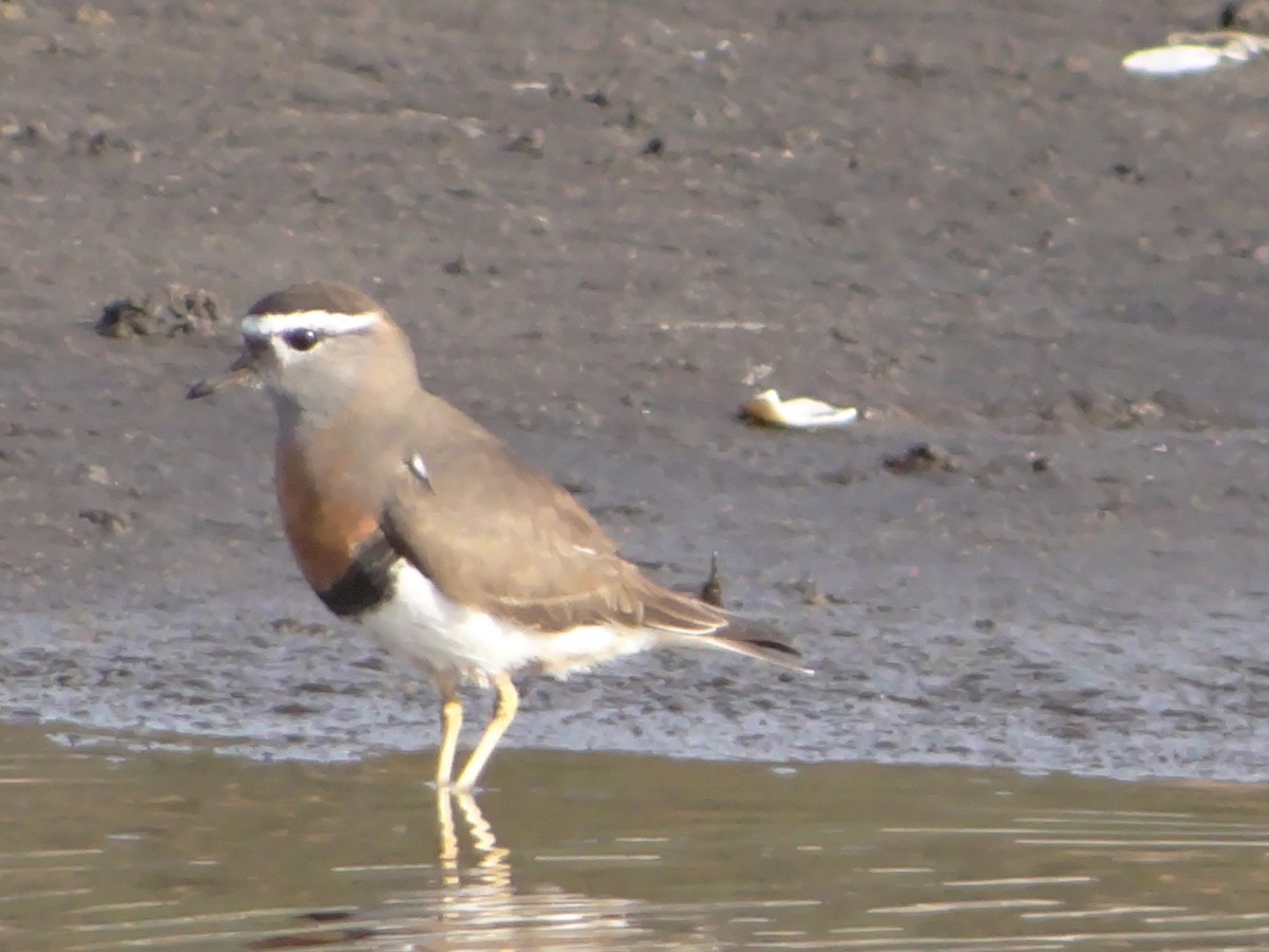 Rufous-chested Dotterel - José Escobedo