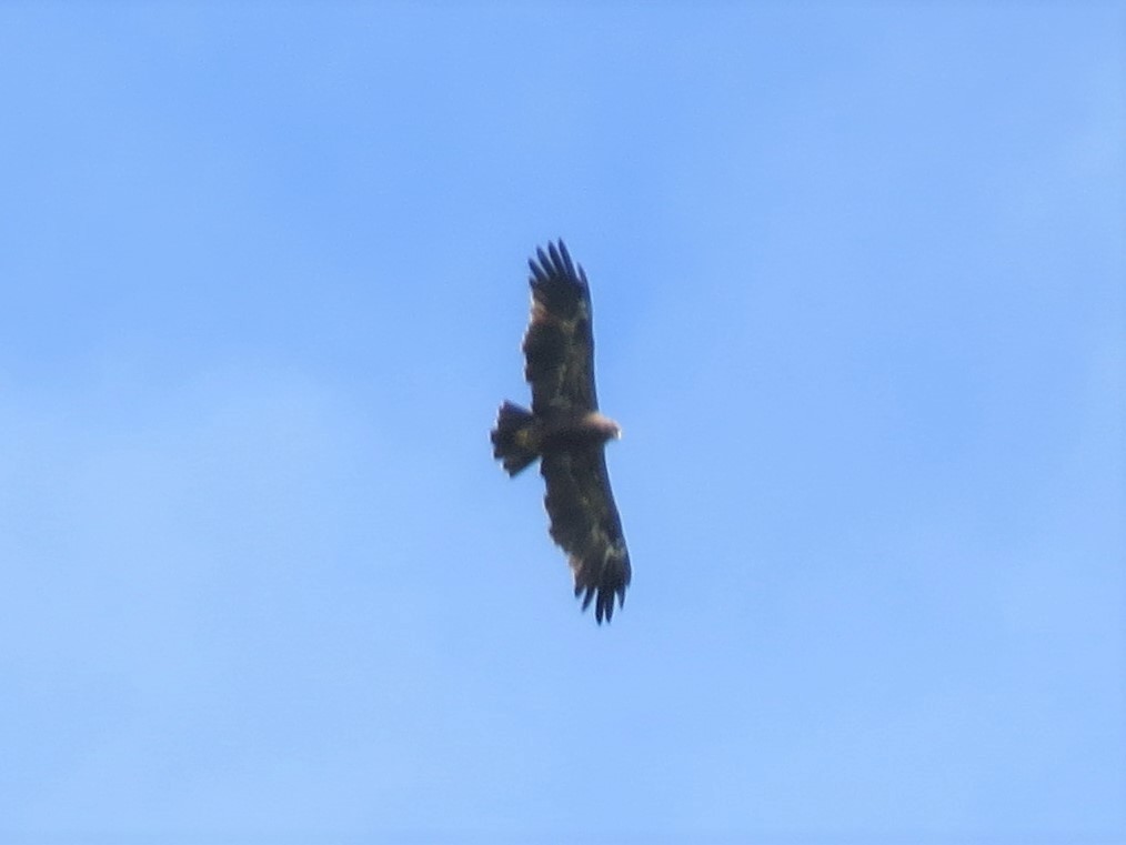 Lesser Spotted Eagle - ML360542471
