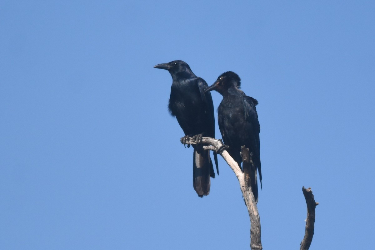 Sinaloa Crow - ML360544021