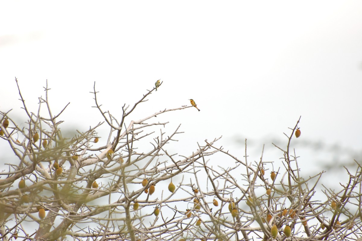 Little Bee-eater - ML360544291