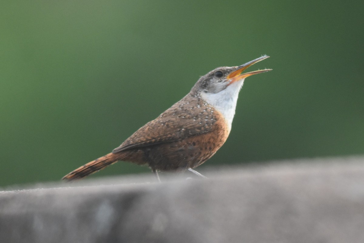 Canyon Wren - Caleb Strand